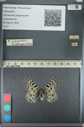 Media type: image;   Entomology 174610